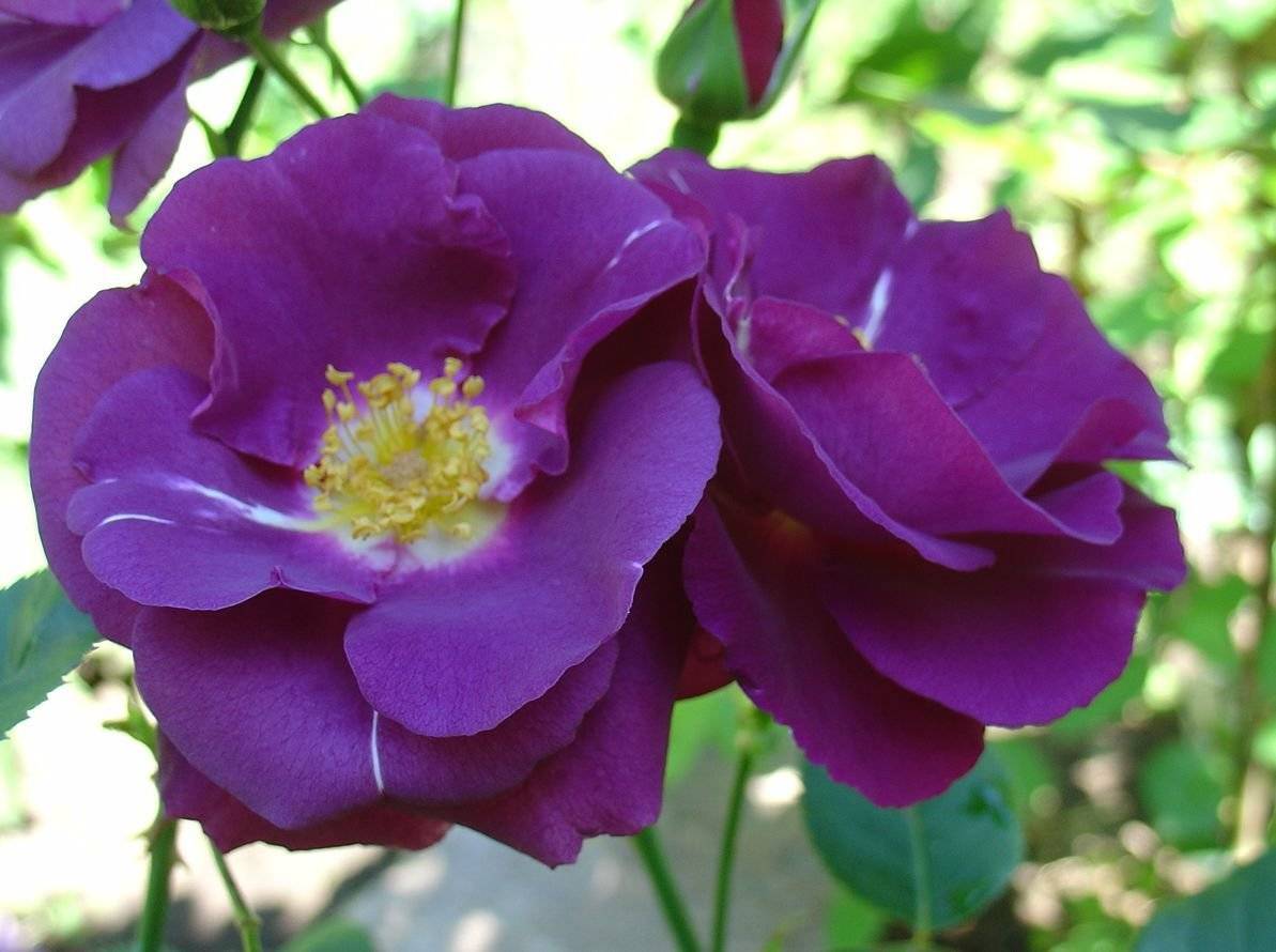 Синяя роза рапсодия ин блю: фото цветов, отзывы, описание и характеристика сорта, выращивание кустарника, посадка и уход, обрезка, подкормка