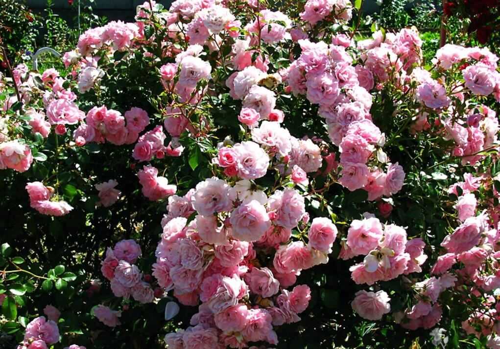 Боника роза - описание сорта, преимущества и недостатки, правила выращивания  | розоцвет
