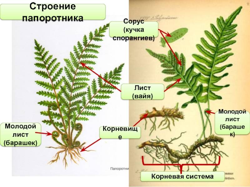 Папоротникообразные растения: описание жизненного цикла разных видов, их роль в хозяйстве