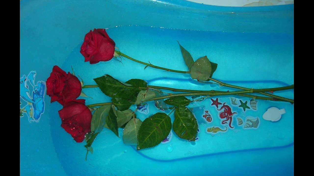 Как оживить розы в вазе в домашних условиях