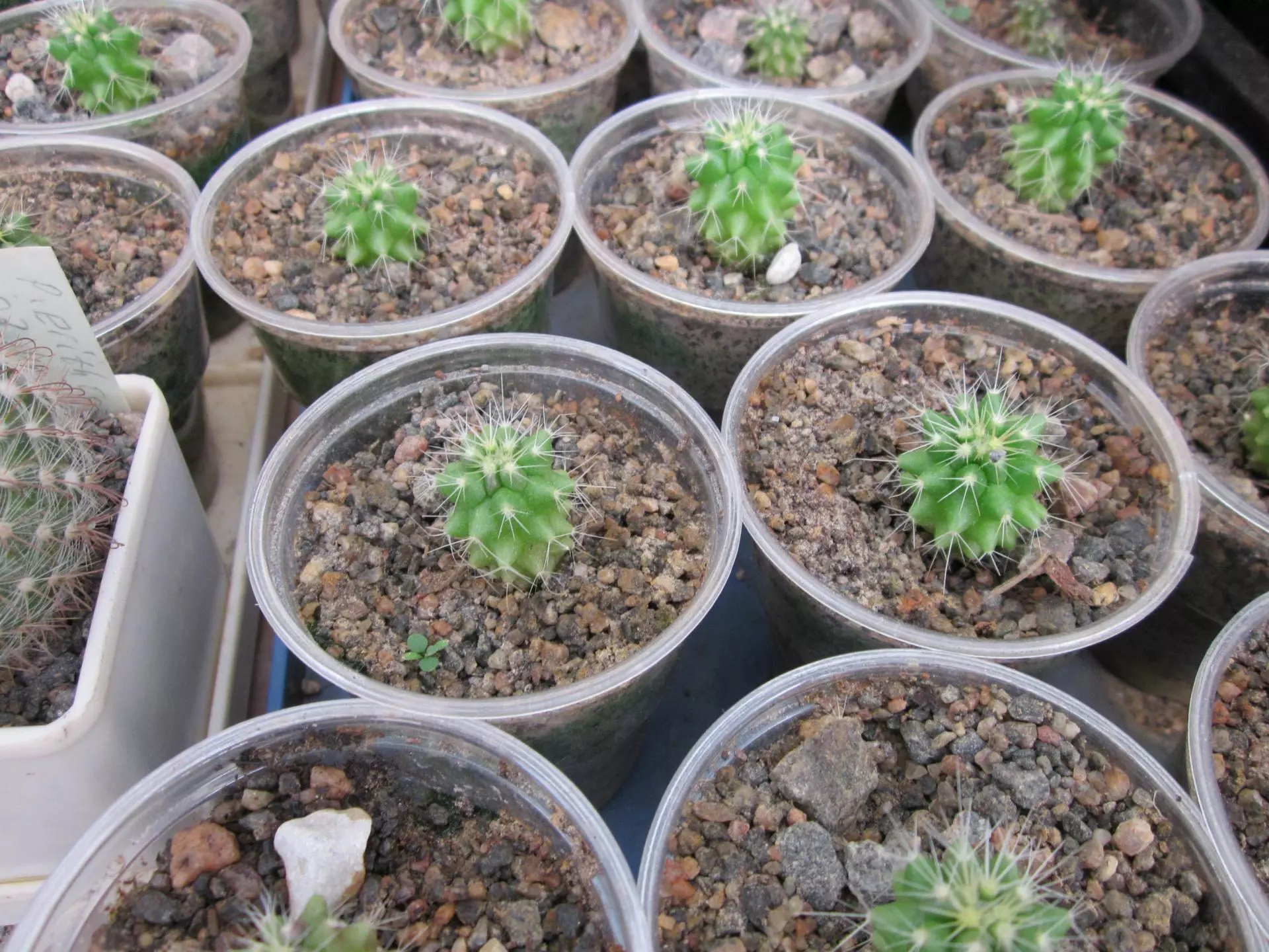 Цереусы — идеальные кактусы для ленивых. уход в домашних условиях. фото — ботаничка