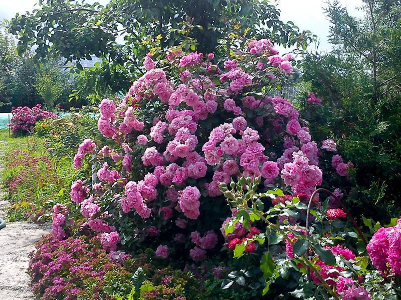 Роза джон дэвис: описание сорта, выращивание и применение в саду