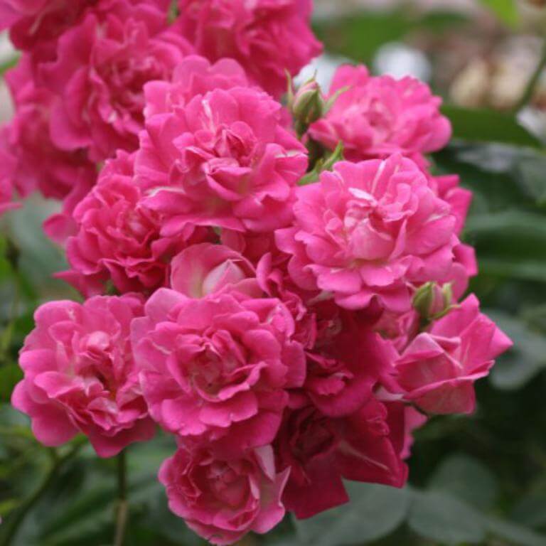 Особенности плетистой розы эксцельза и её версии супер: что это за сорт рамблера