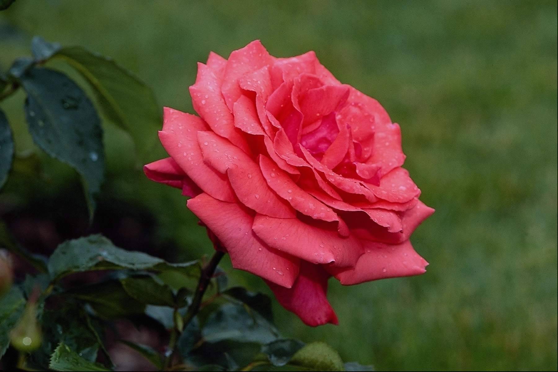 Разновидности роз с фото и описанием: популярные виды и классификация по цвету и форме бутона