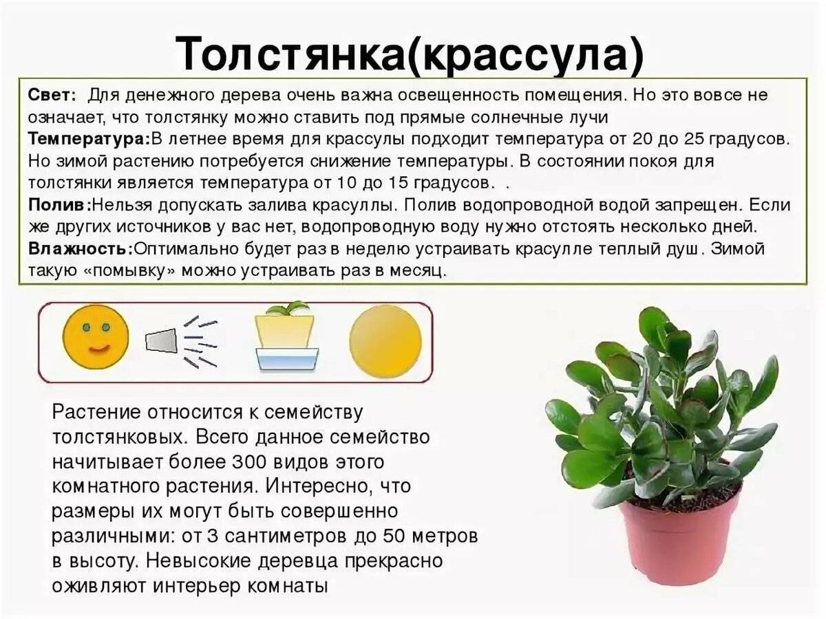 Фикусы. выращивание и уход - домашние растения