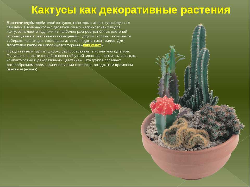 Как ухаживать за кактусами в домашних условиях: полив, размножение и пересадка, разновидности