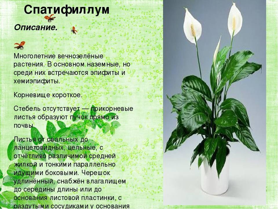 Цветок "женское счастье": фото, описание, сорта, особенности разведения и ухода - sadovnikam.ru