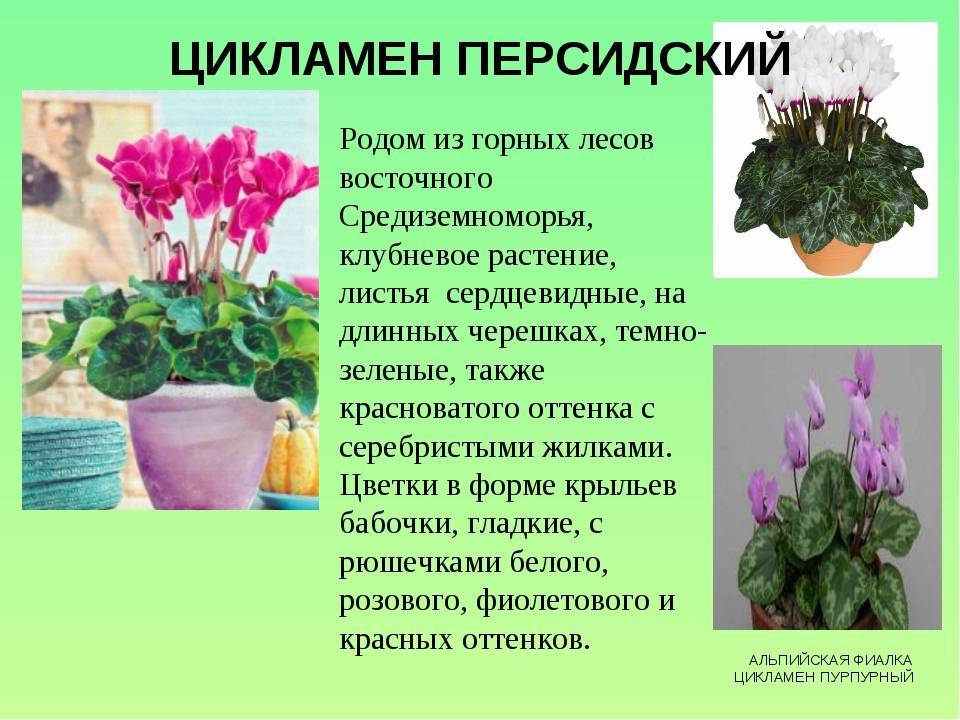 Цикламен - выращивание и уход за цветком в домашних условиях