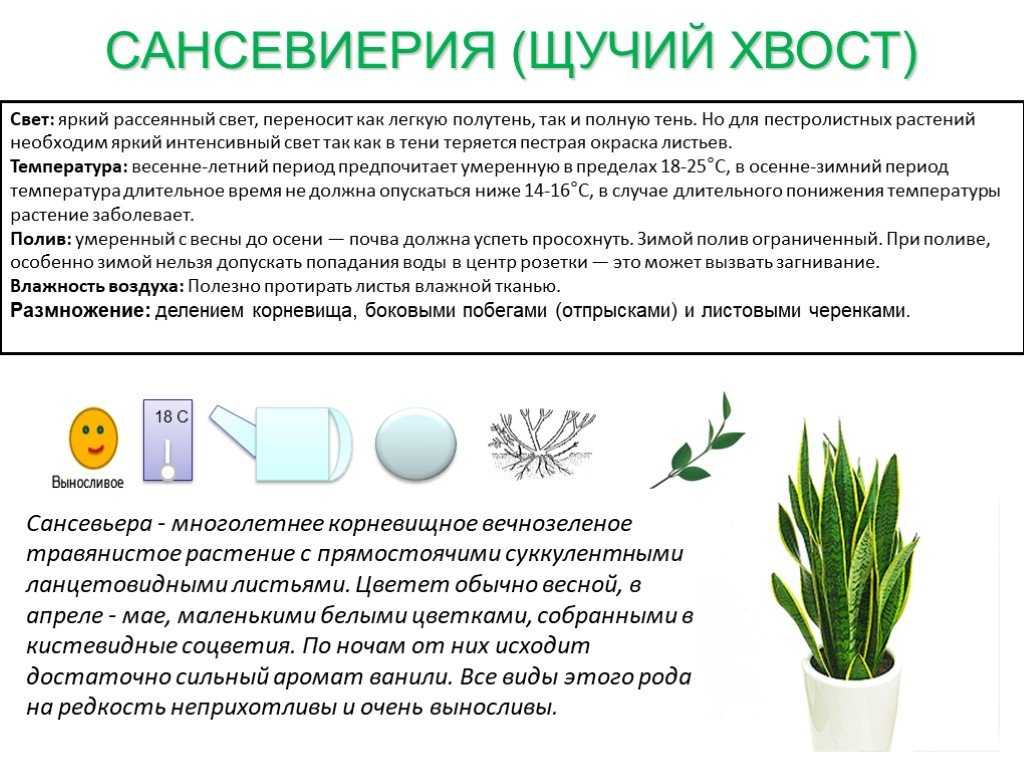 5 главных правил пересадки комнатных растений весной. время и способ пересадки, почва, горшок, дренаж. фото — ботаничка