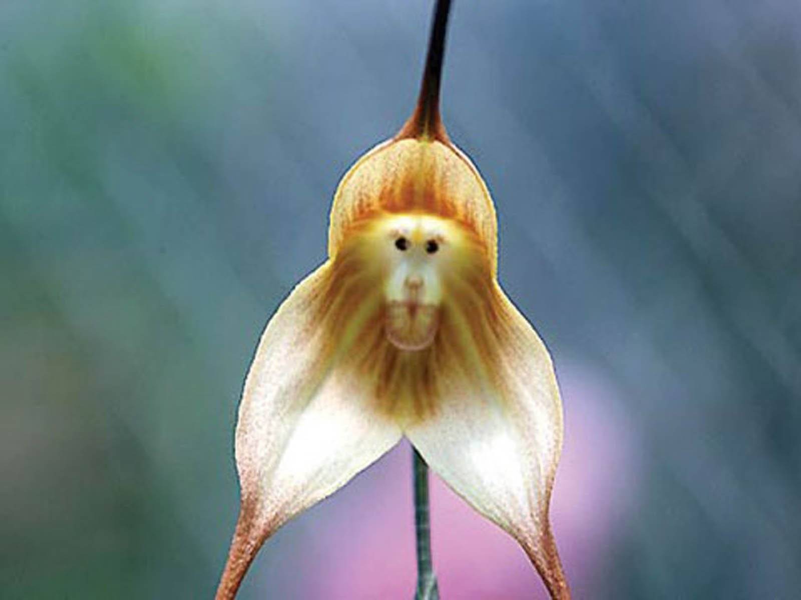 Орхидея дракула: история возникновения сорта, описание и фото его разновидностей, а также особенности ухода за ним