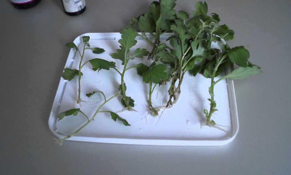 Выращиваем хризантему из букета: размножение черенками из срезанного цветка