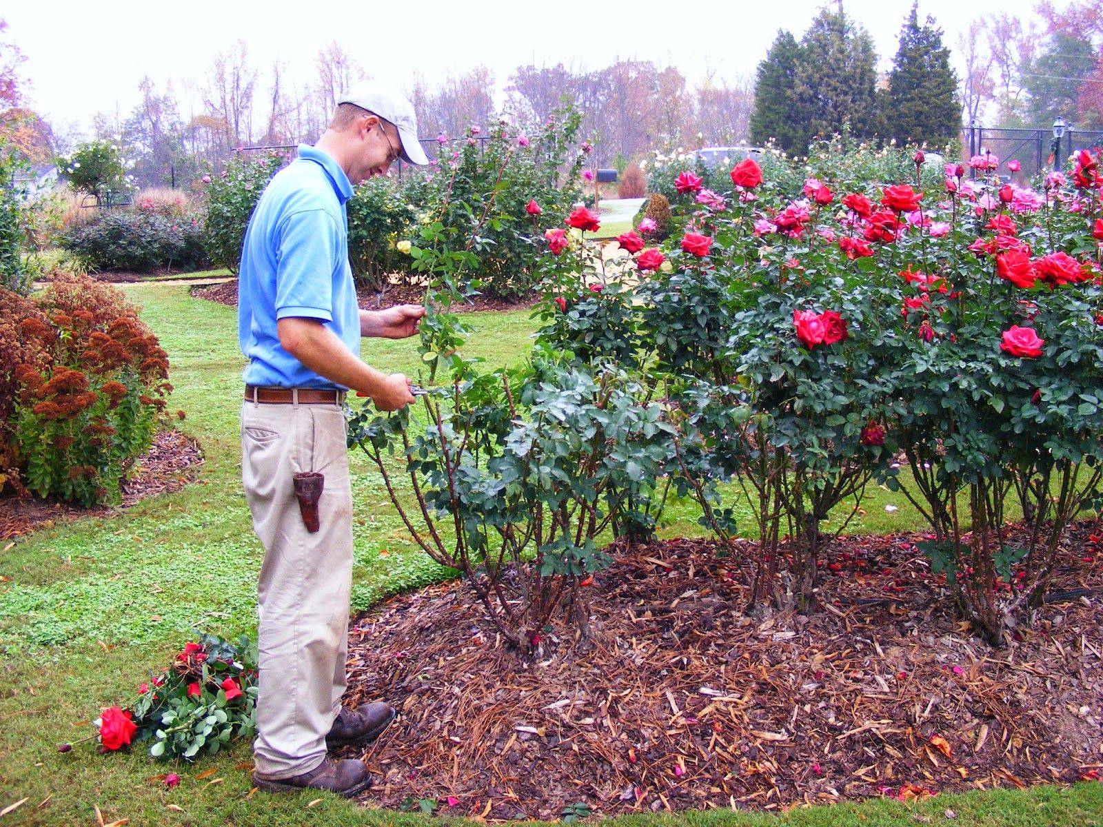 Как правильно ухаживать за розами на открытом участке в саду, чтобы цвели красиво