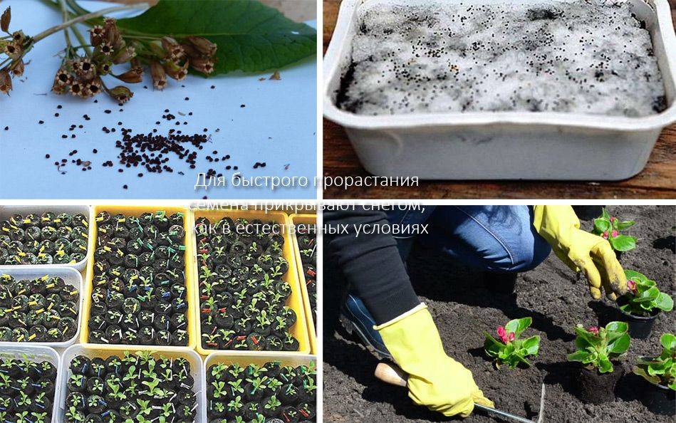 Примула из семян — выращивание, советы и хитрости