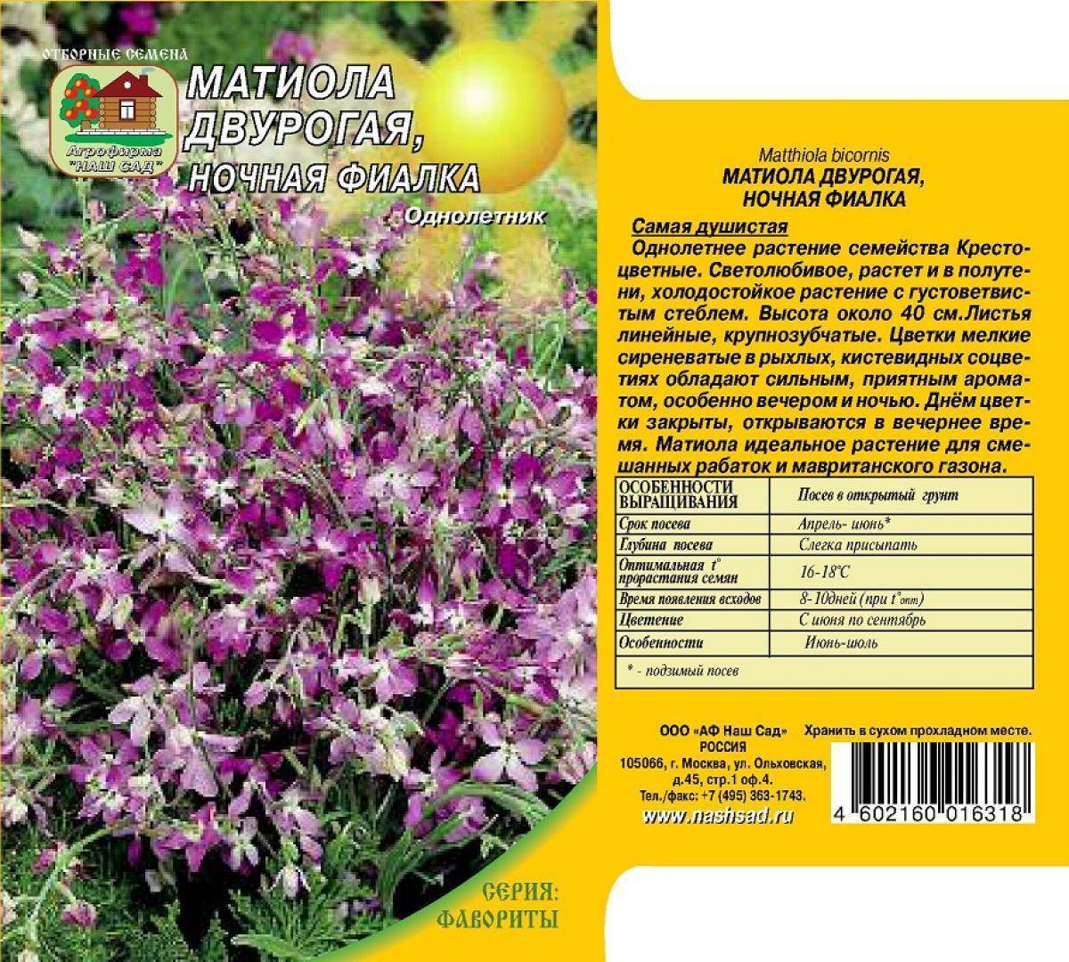 Двурогая маттиола: выращивание из семян, когда сажать ночную фиалку и в какой сезон