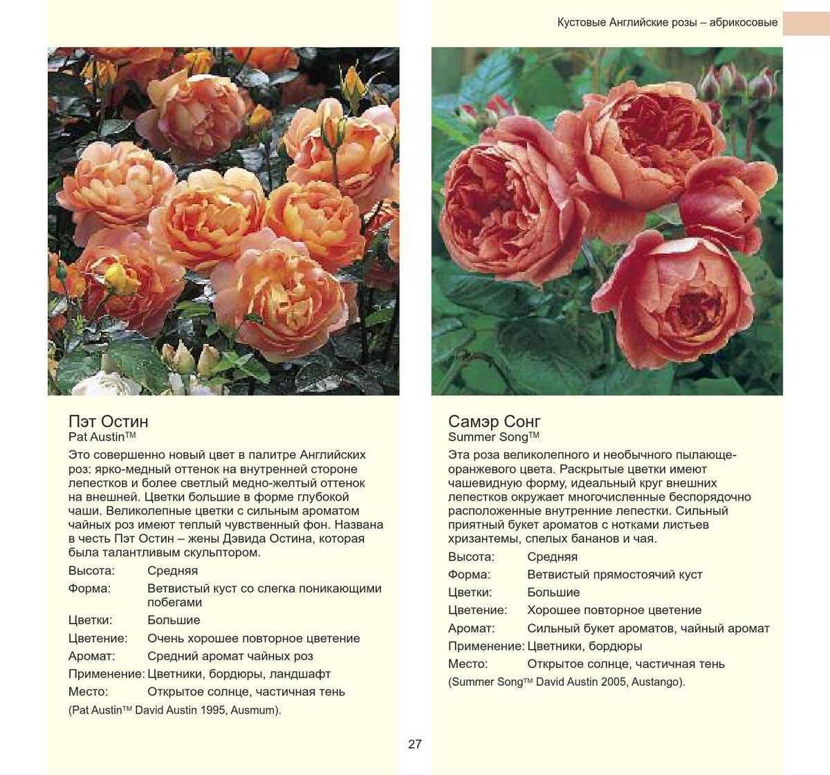 Розы дэвида остина: описание, лучшие сорта, отзывы