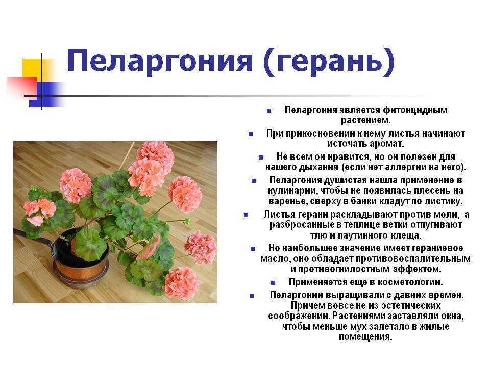 Чем герань отличается от пеларгонии: описание, особенности выращивания и полива, фото