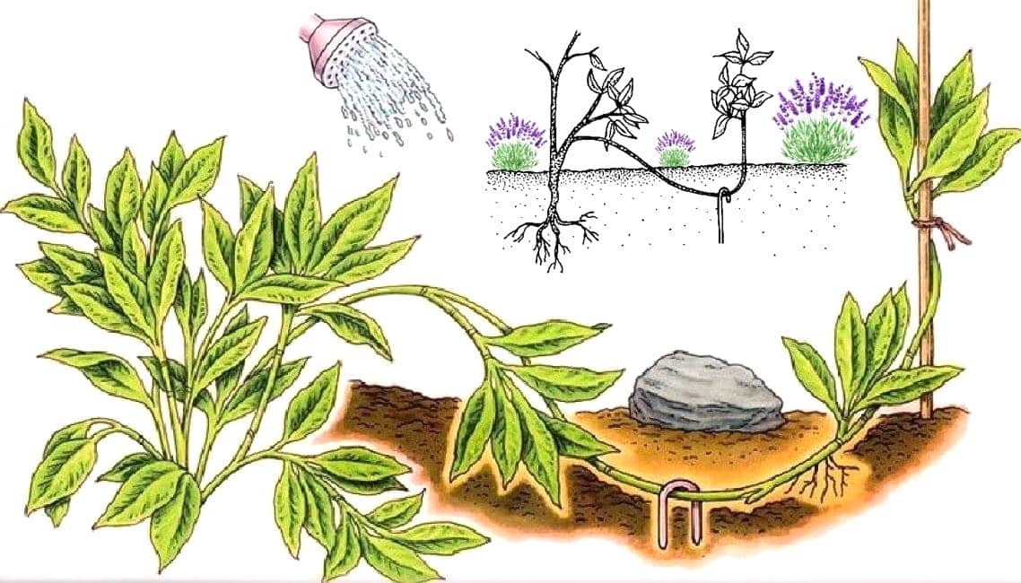 Лаванда: особенности растения, способы размножения