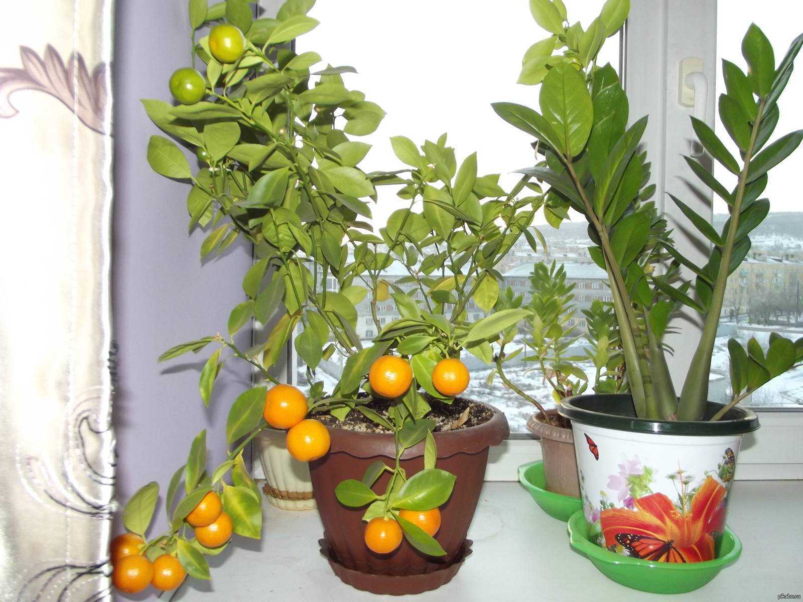 Самые неприхотливые цитрусовые комнатные растения. виды цитрусовых комнатных растений