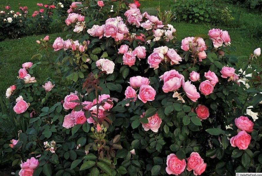 Канадские розы - питомник растений