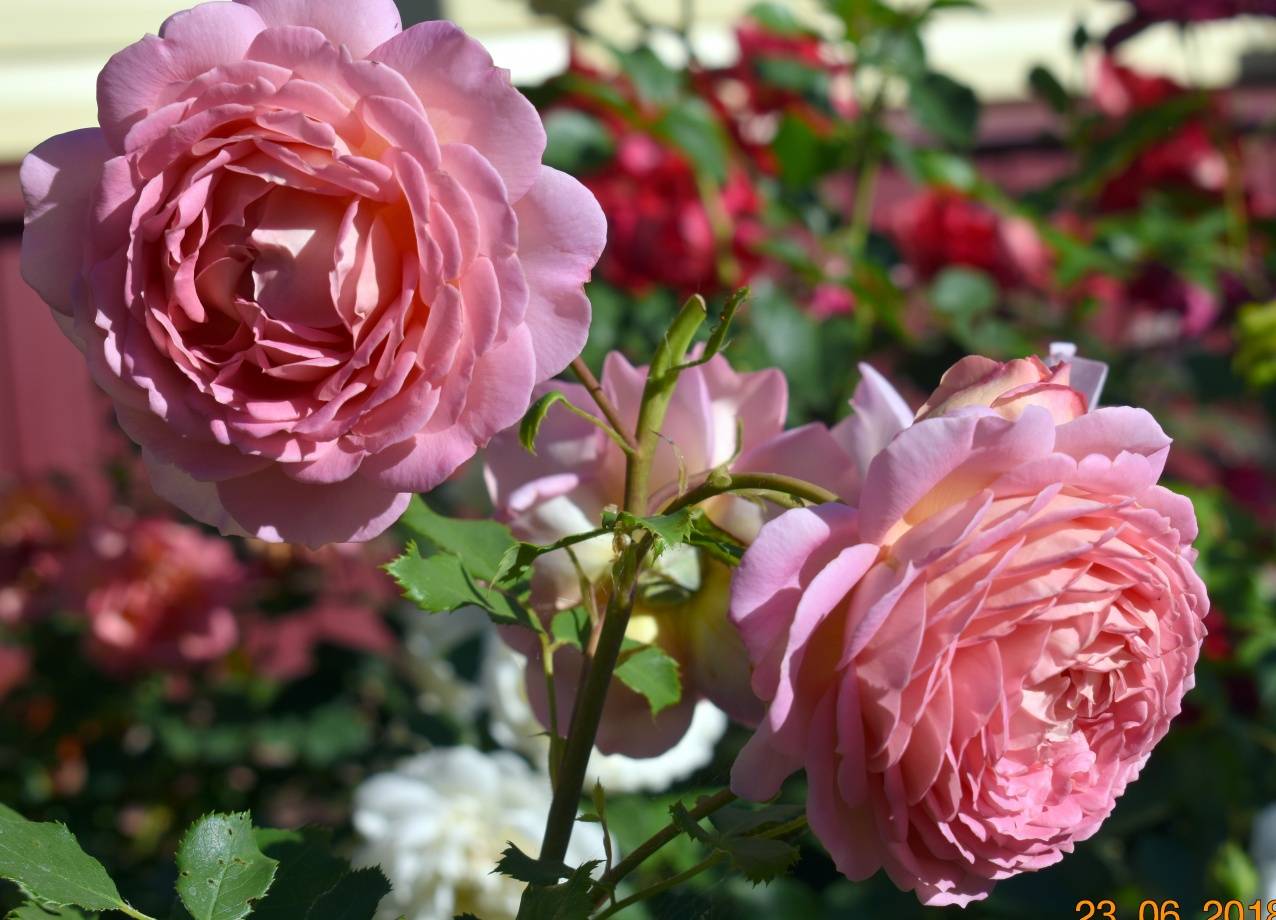 Роза остина джубили селебрейшн | мой сад и огород