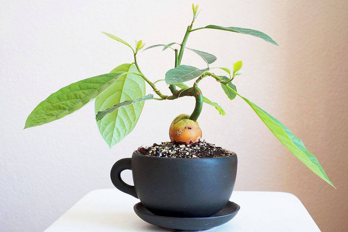 Как вырастить авокадо из косточки в домашних условиях (фото): секреты правильного выращивания