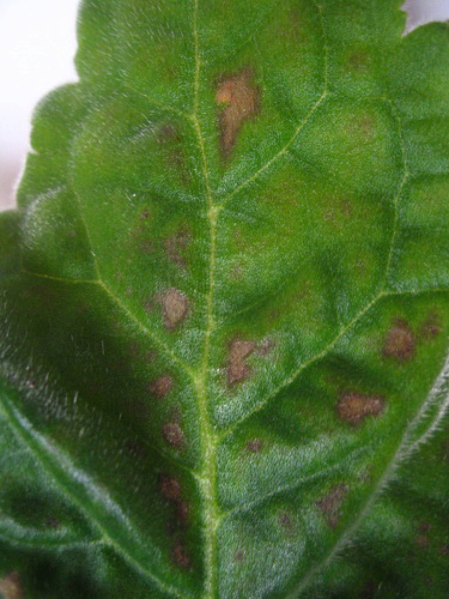 Почему у глоксинии на листьях коричневые пятна, они сохнут и вянут: лечение болезней