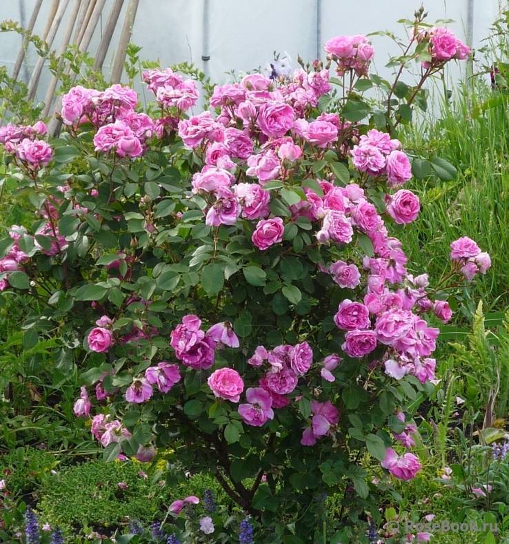 О розе morden centennial: описание и характеристики, выращивание канадской розы