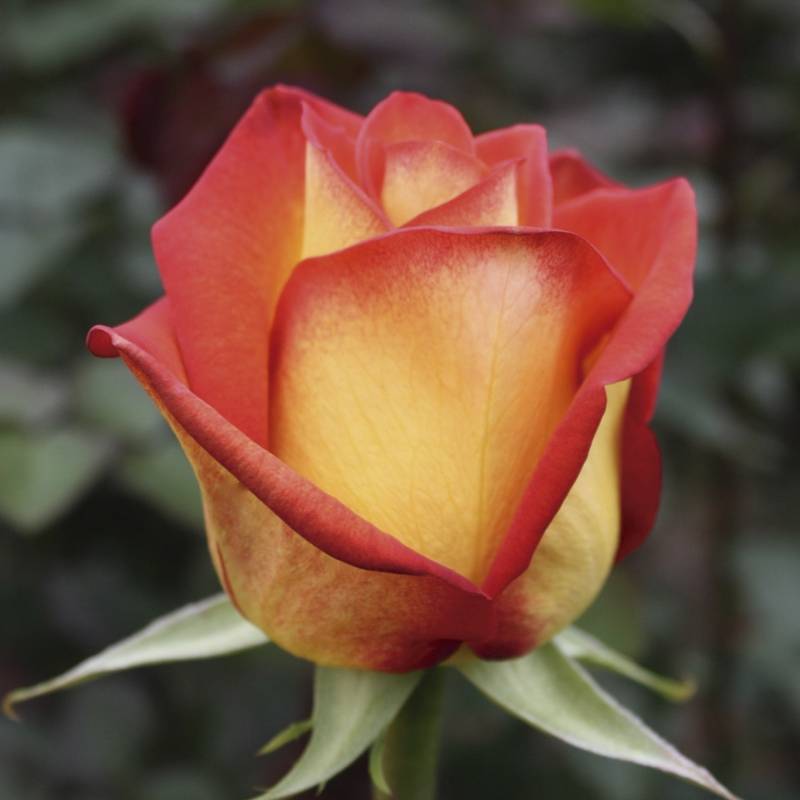 Желто оранжевые розы: сорта, фото, описание и другие нюансы