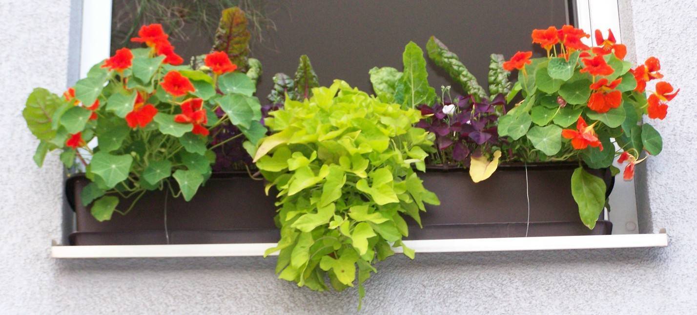 Висячие сады, или зелёный кабинет на балконе . какие растения подобрать. уход, выращивание, фото — ботаничка