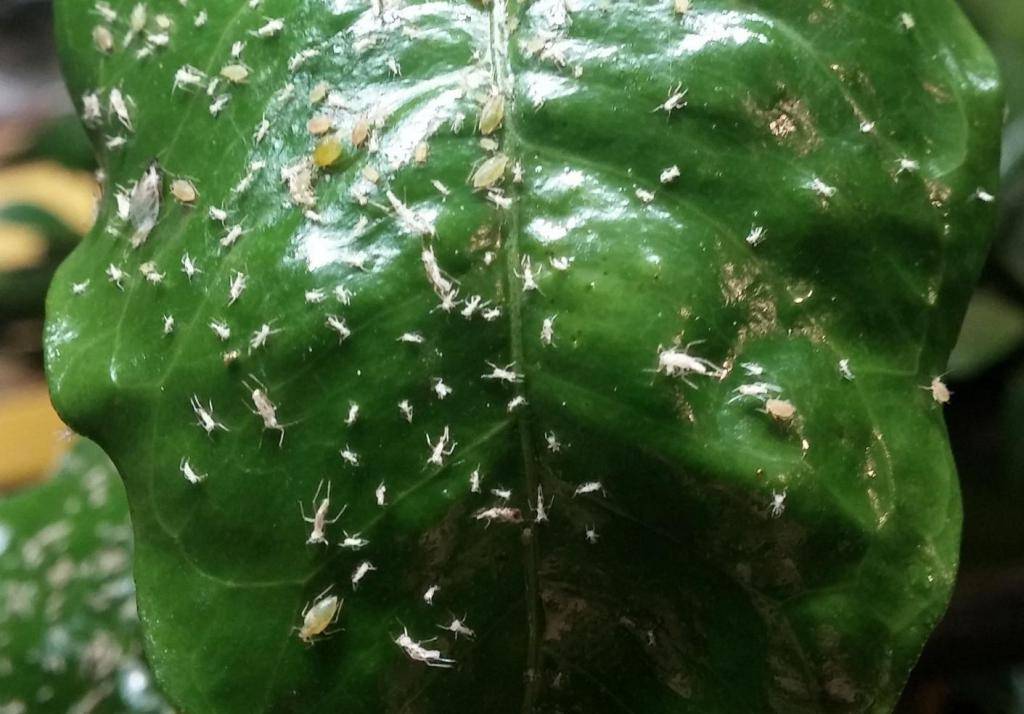 Фотоопределитель вредителей комнатных растений от сибмам - домашние растения