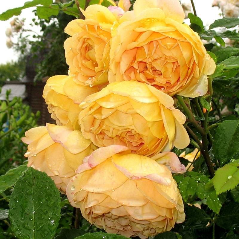 Роза голден селебрейшен (golden celebration): фото, отзывы, описание, характеристики