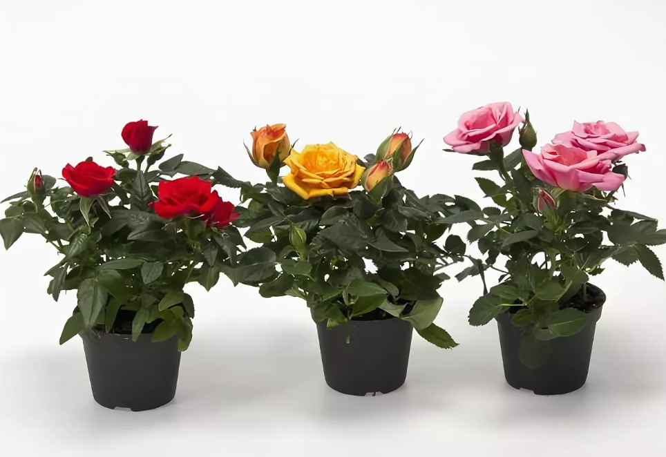 Роза кордана - уход и пересадка в саду и домашних условиях