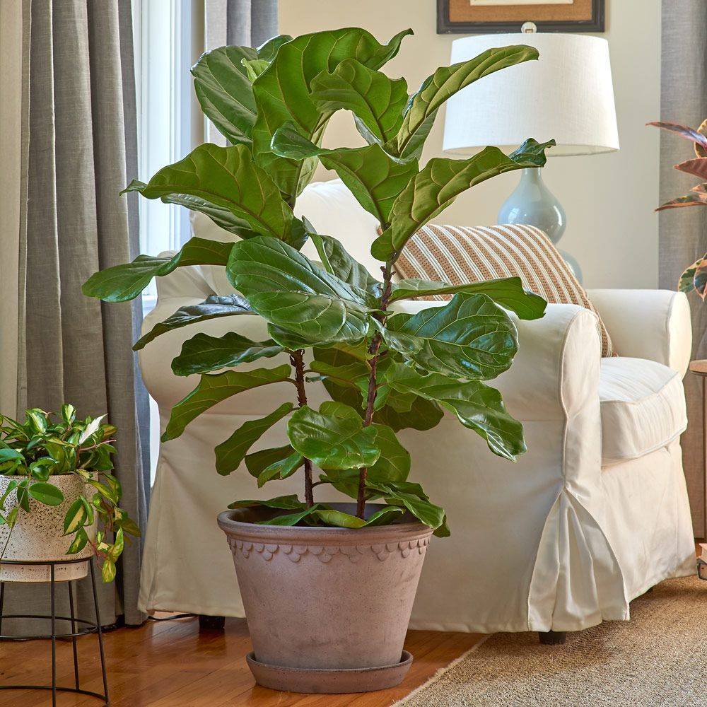 Крупные комнатные растения для больших пространств: гостиных, холлов и офисов