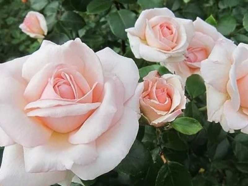 Описание английской плетистой розы харкнесса сорта пенни лейн: основы выращивания
