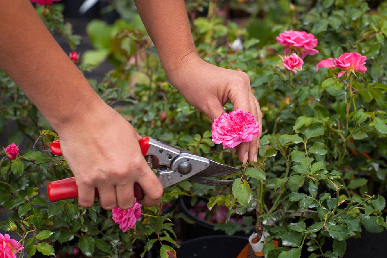 Как ухаживать за розами после посадки - питомник растений