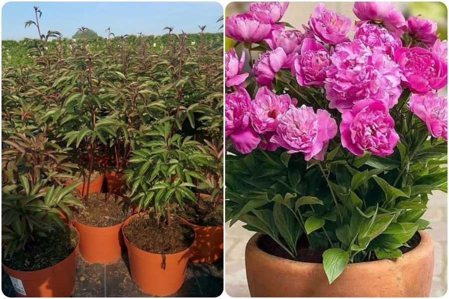 Выращивание комнатных пионов дома в горшках: основные принципы посадки растения в домашних условиях