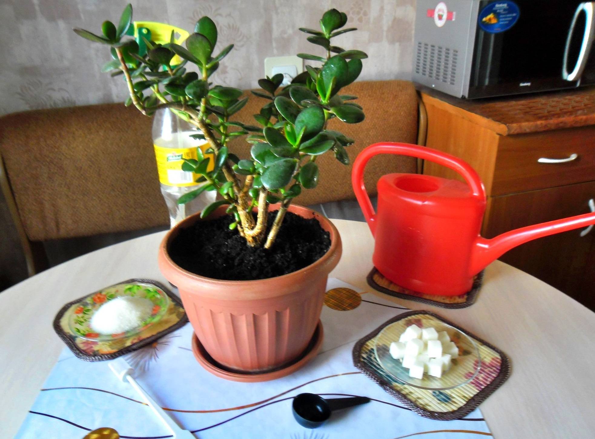 Подкормка комнатных растений: когда и как удобрять