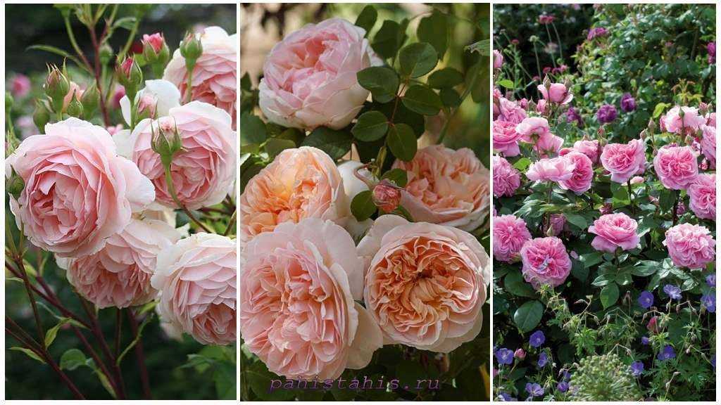 Розы остина: сорта, описание, выращивание и уход в саду