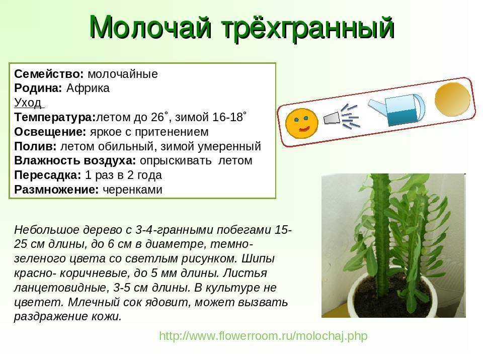 Мимоза цветок: условия выращивания и варианты ухода за растением