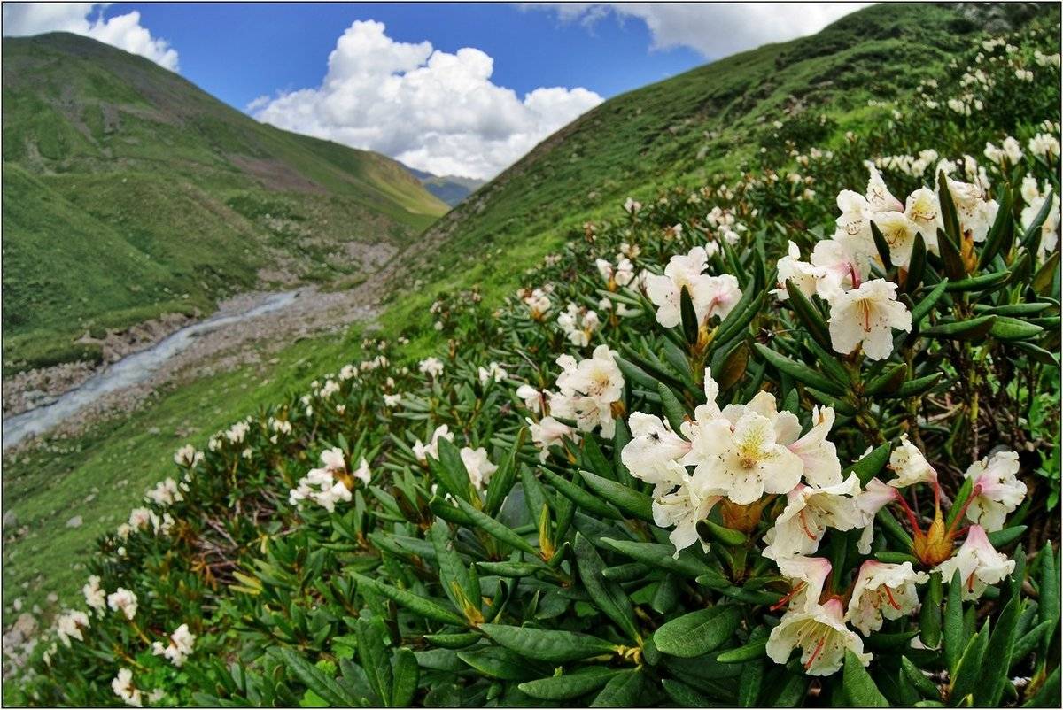 Рододендрон кавказский: лечебные свойства и противопоказания, фото растения