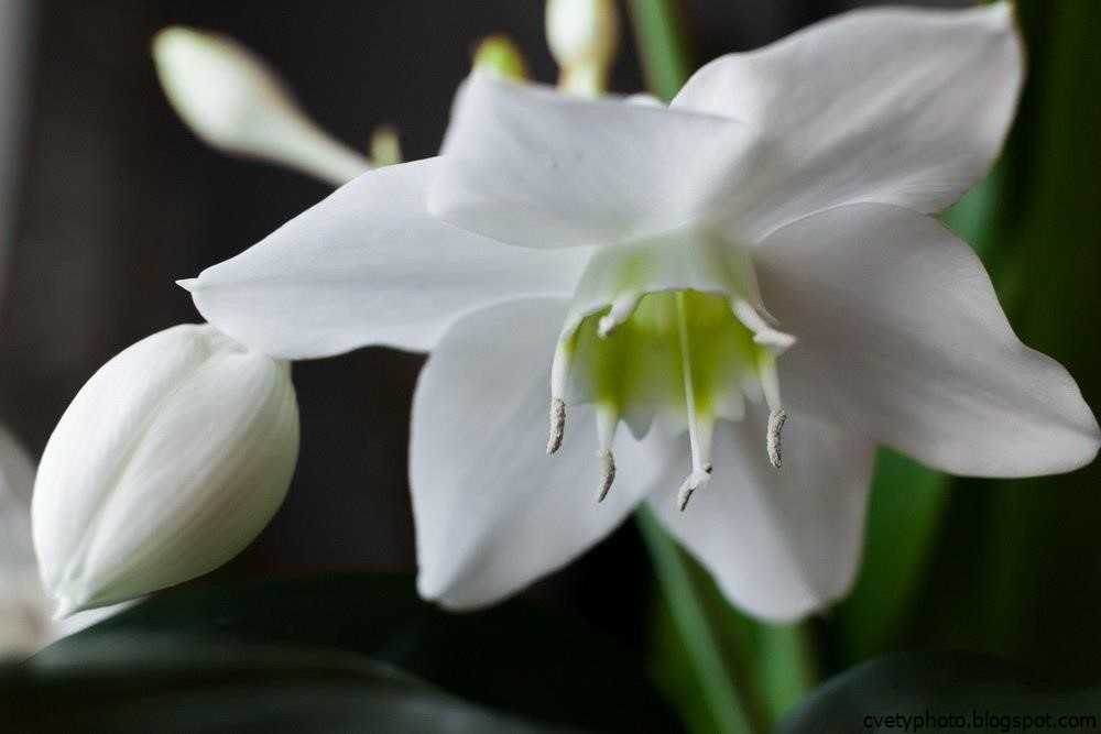 Амазонская лилия эухарис — уход в домашних условиях, размножение цветка, приметы