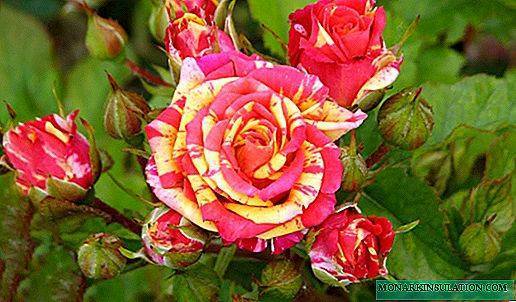 Роза файер флеш – описание сорта, плюсы и минусы, секреты выращивания | розоцвет