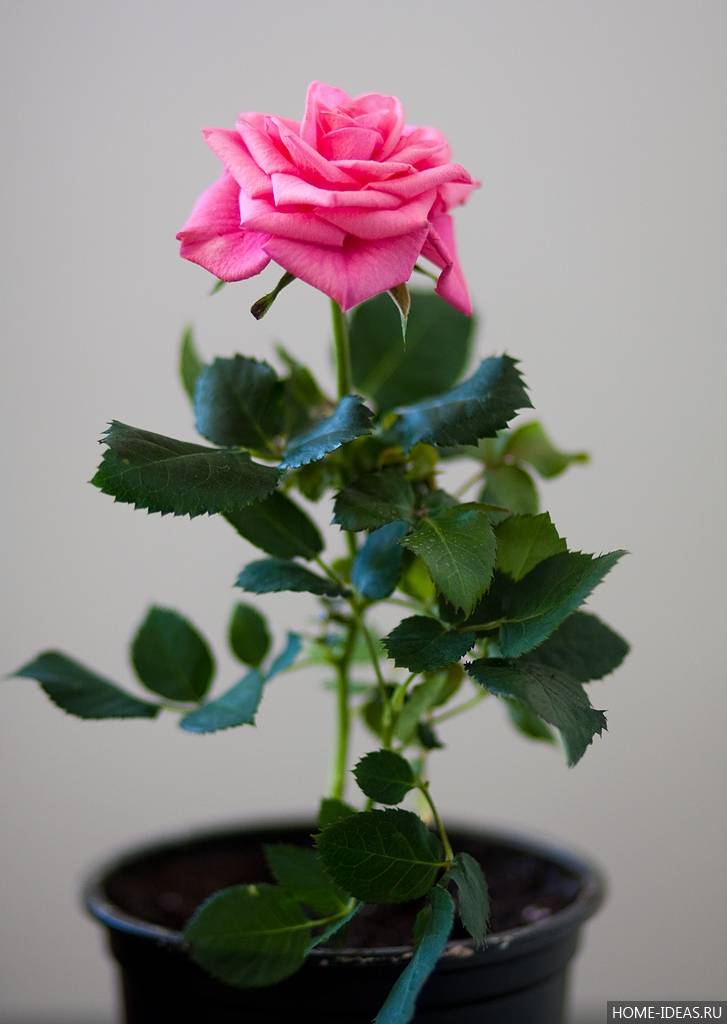 Комнатная роза: уход в домашних условиях