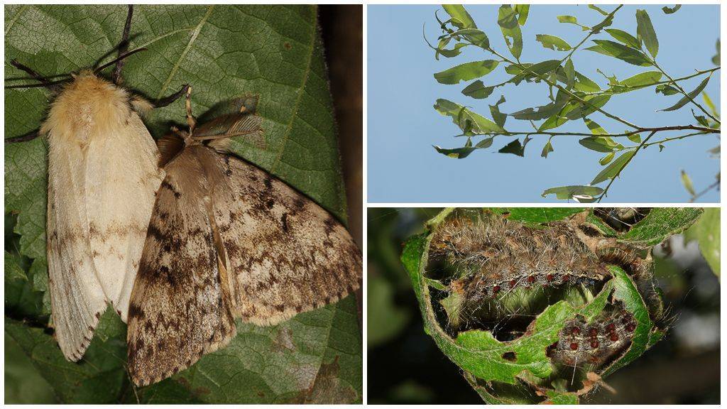 Вредитель огорода совка: 6 способов борьбы с насекомыми