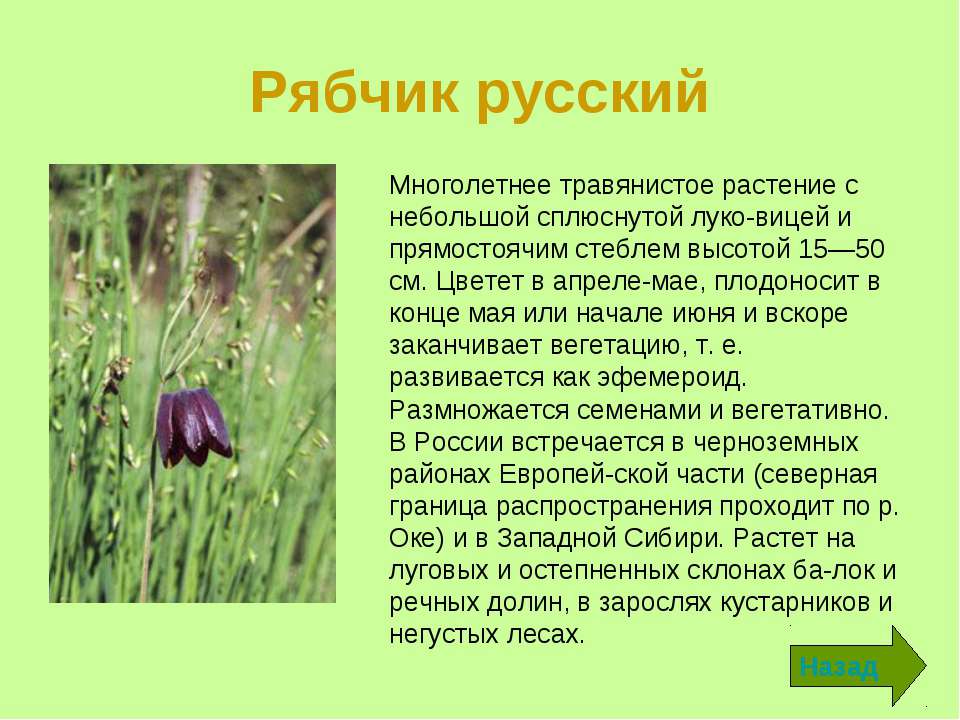 Рябчики цветы: фото, секреты ухода как добиться пышного цветения, размножение