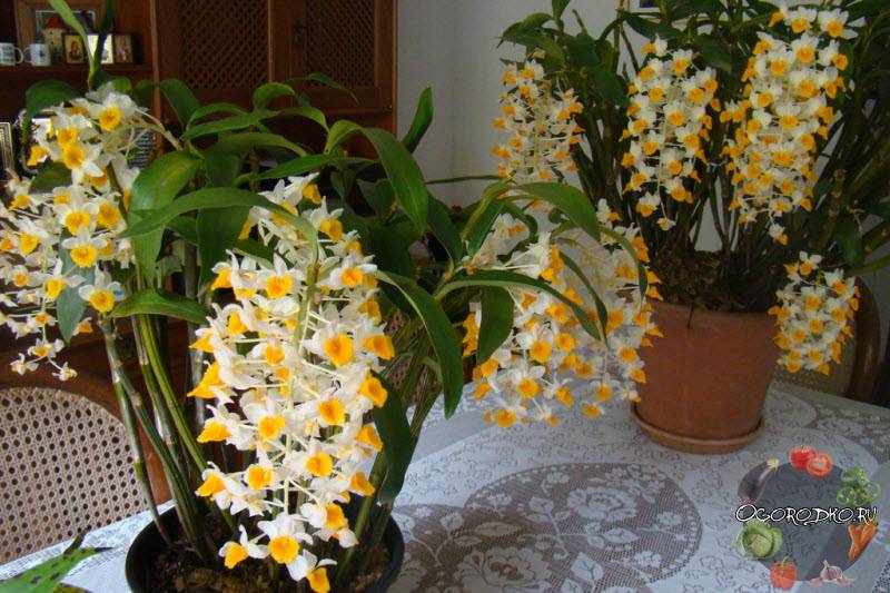 Орхидея дендробиум уход и размножение в домашних условиях, фото