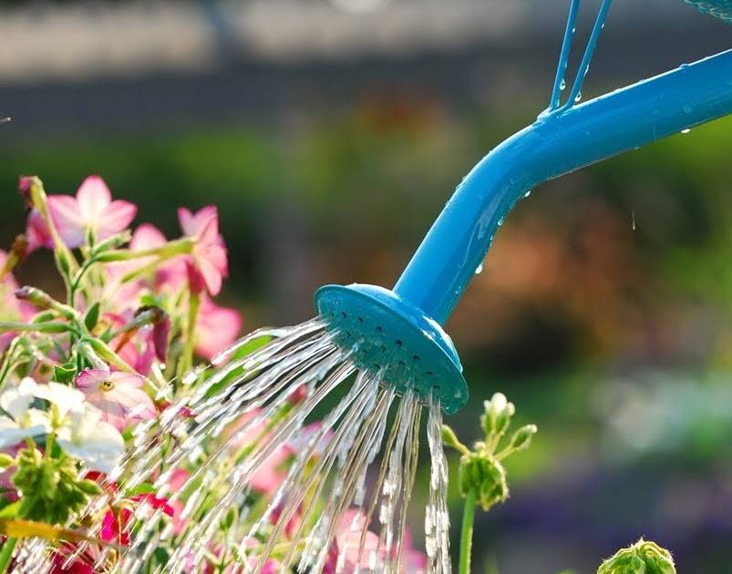 Вода для полива растений и цветов: какую лучше использовать