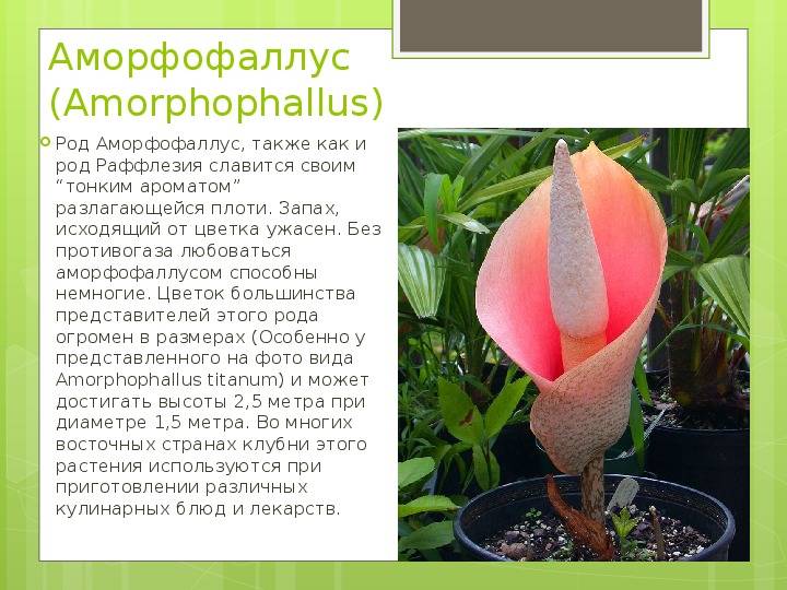 Аморфофаллус, или лилия вуду