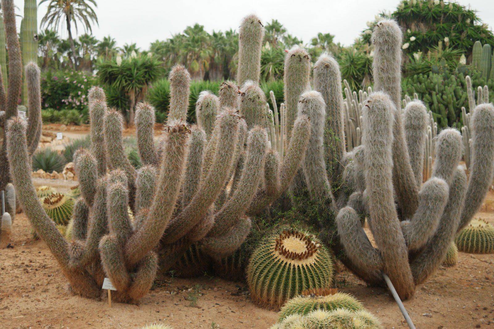 Ореоцереус фото кактуса, размножение растения, описание, уход, болезни ореоцереуса