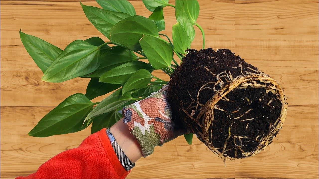 Комнатное растение антуриум - как ухаживать в домашних условиях, размножение, пересадка, виды и болезни